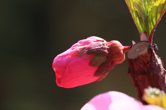 桃花