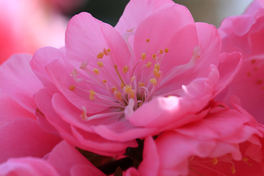 桃花