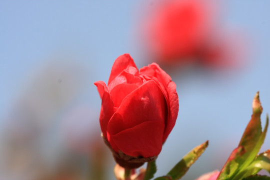桃花