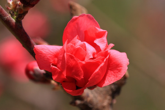 桃花
