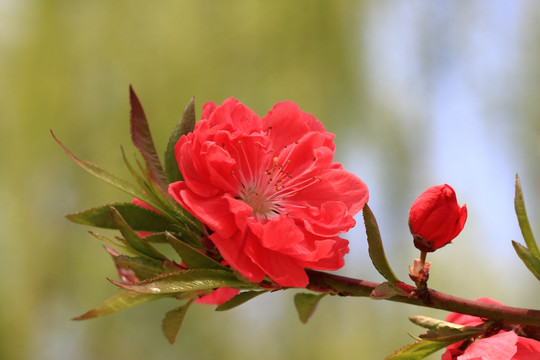桃花