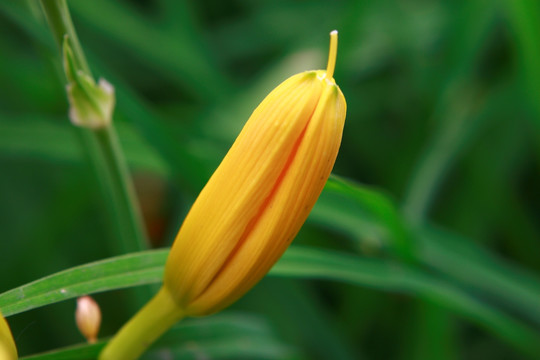 萱草