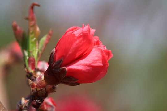 桃花