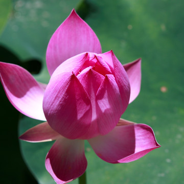 荷花