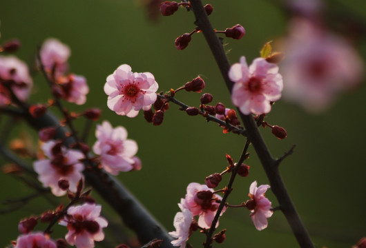 桃花 春花 春色