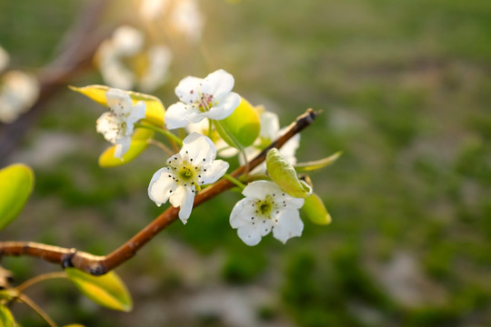 苹果花