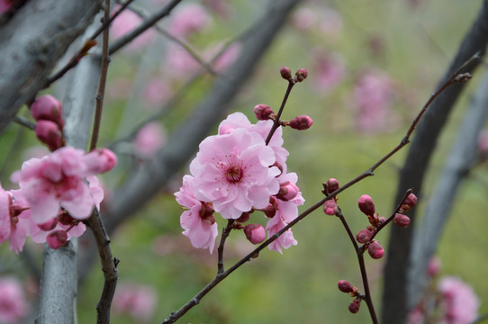 花卉