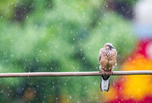 雨中的鸟
