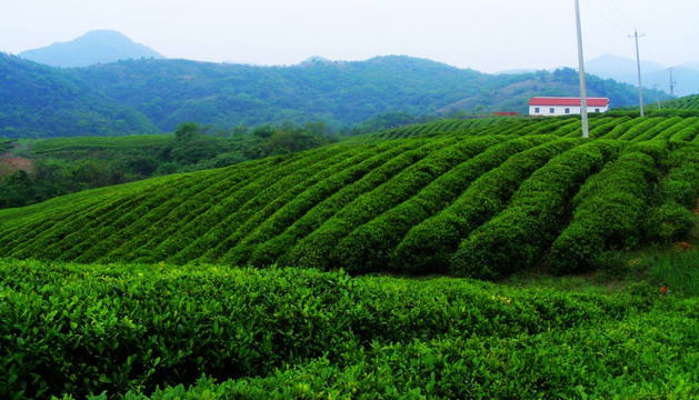 茶山