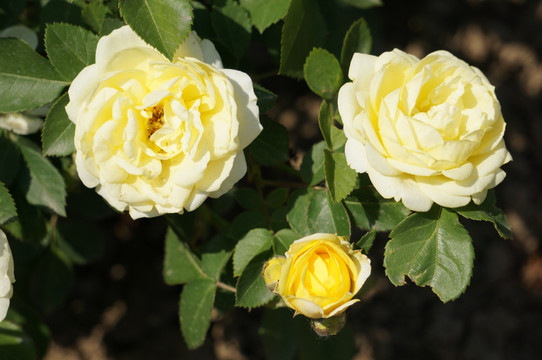 三朵小花白蔷薇