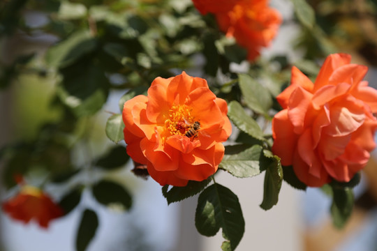 橘黄月季花中的小蜜蜂