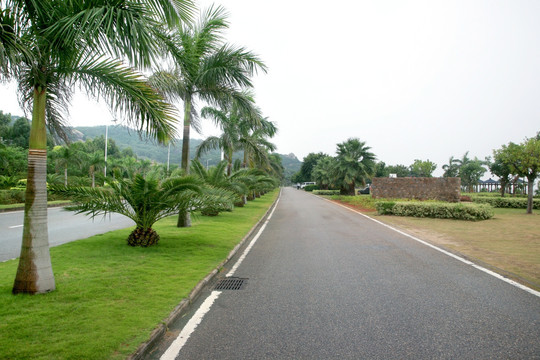 热带风情的道路