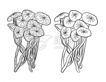 茶树菇手绘图片