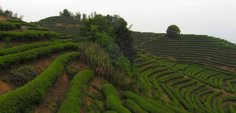 绿色茶山