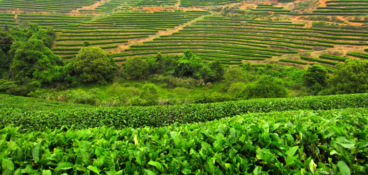 绿色茶山