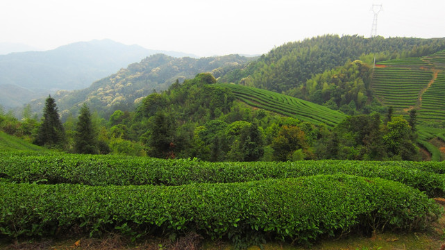 绿色茶山