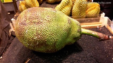 菠萝蜜 水果