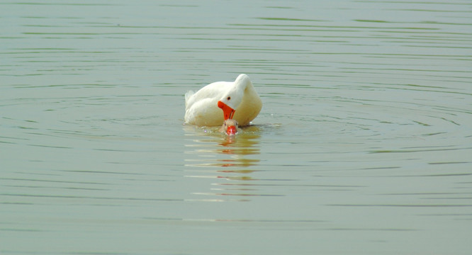 北京野鸭湖湿地天鹅