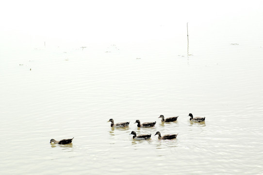北京野鸭湖湿地野鸟