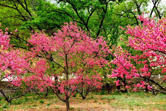 桃花绿树春天