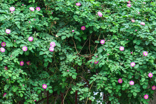 花墙