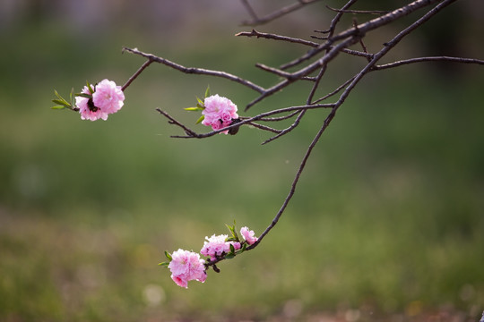 一枝粉红色的桃花 绿背景 草坪