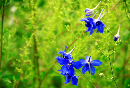 紫花鸢尾