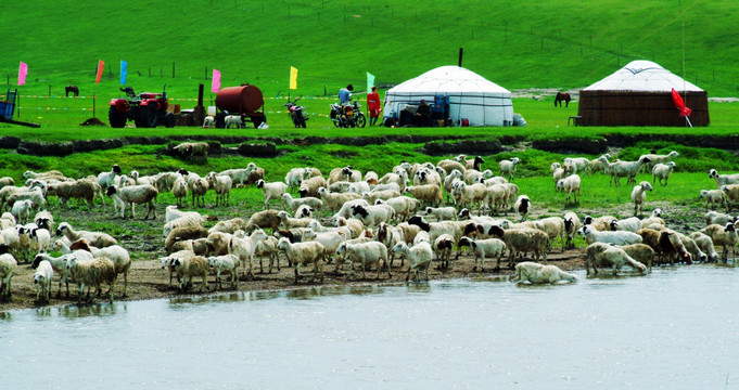 草原上的蒙古包 羊群