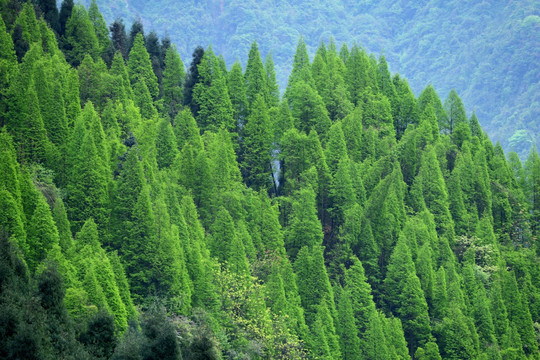 彭州太阳湾原始森林