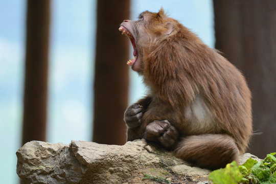 彭州太阳湾猴子表情
