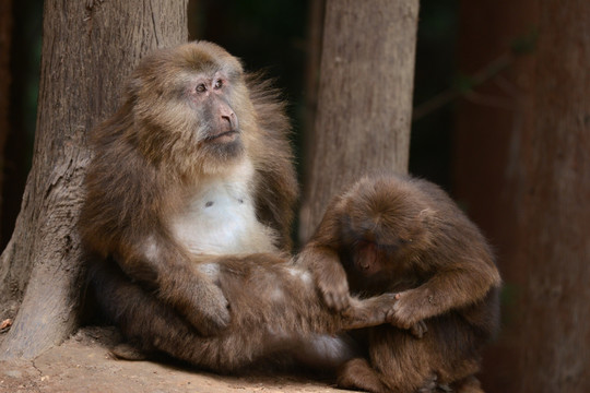 彭州太阳湾猴子生活