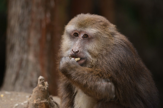 彭州太阳湾猴子
