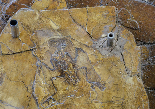 孔子鸟化石
