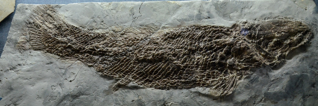 长背鳍燕鲟化石