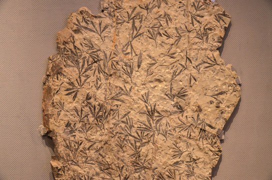 远古银杏类化石 植物化石