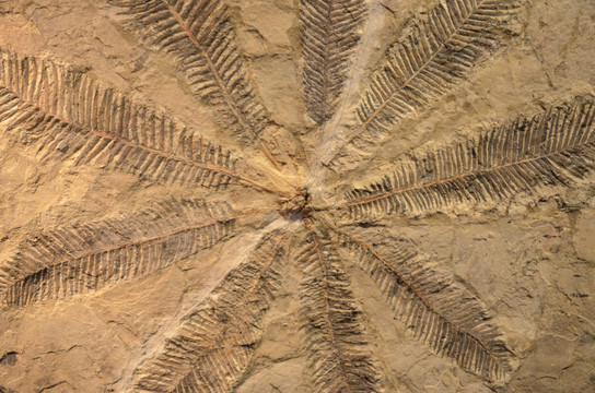 苏铁化石 植物化石