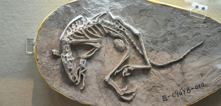 朝阳古生物化石
