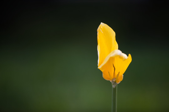 一朵凋零的黄色郁金香