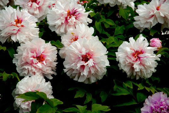 白瓣红蕊牡丹花