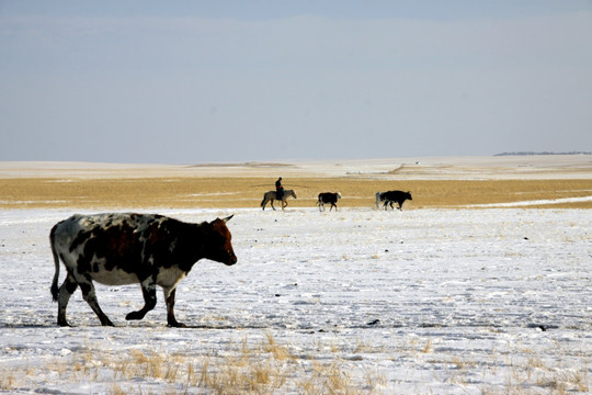 冬季草原放牧 牛