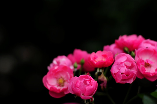 藤蔷薇