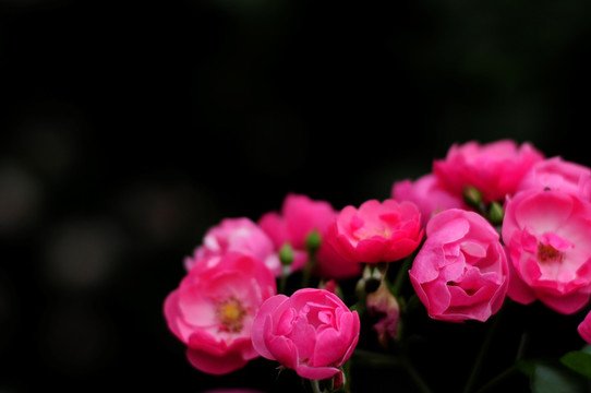 藤蔷薇