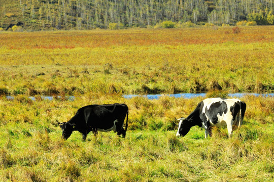 湿地奶牛