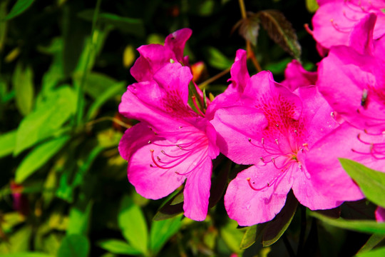 杜鹃花