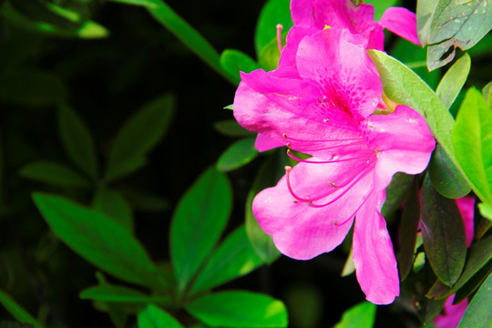 杜鹃花