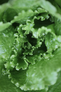 生菜