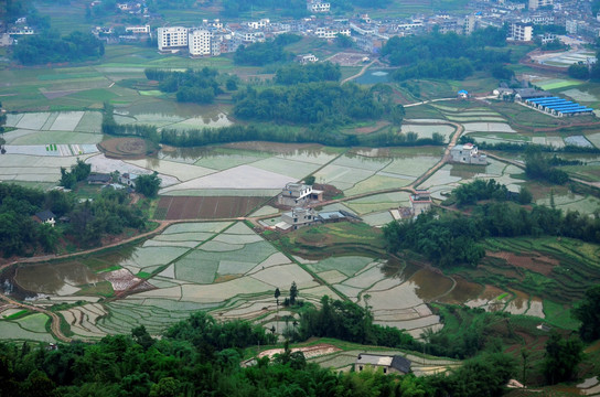 田野