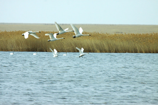 湿地起飞的天鹅
