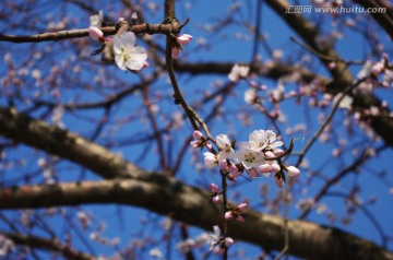 桃花开