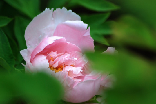 牡丹花 洛阳牡丹 花开富贵